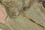 Fossil Brittle Star (Ophiura) With Carpoid - Morocco #322489-2